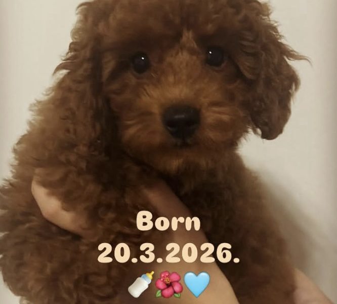 Red TOY POODLES, top litter of champion origin
