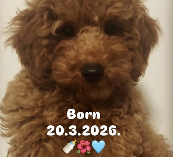 Red TOY POODLES, top litter of champion origin