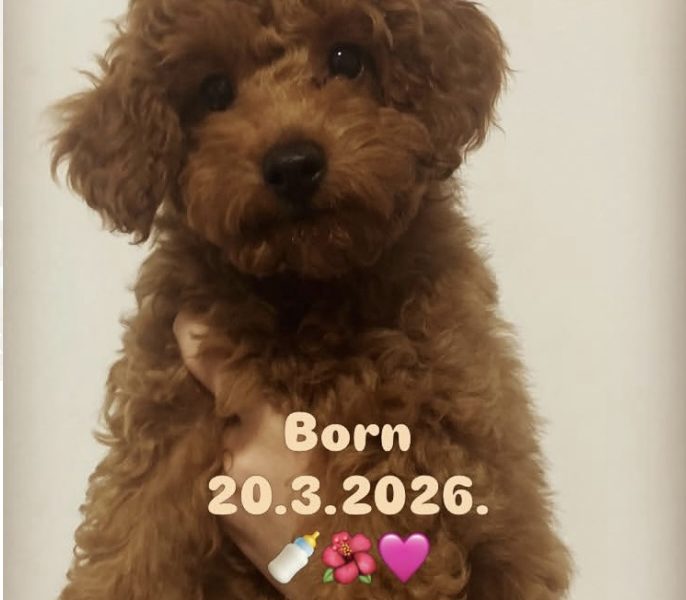 Red TOY POODLES, top litter of champion origin