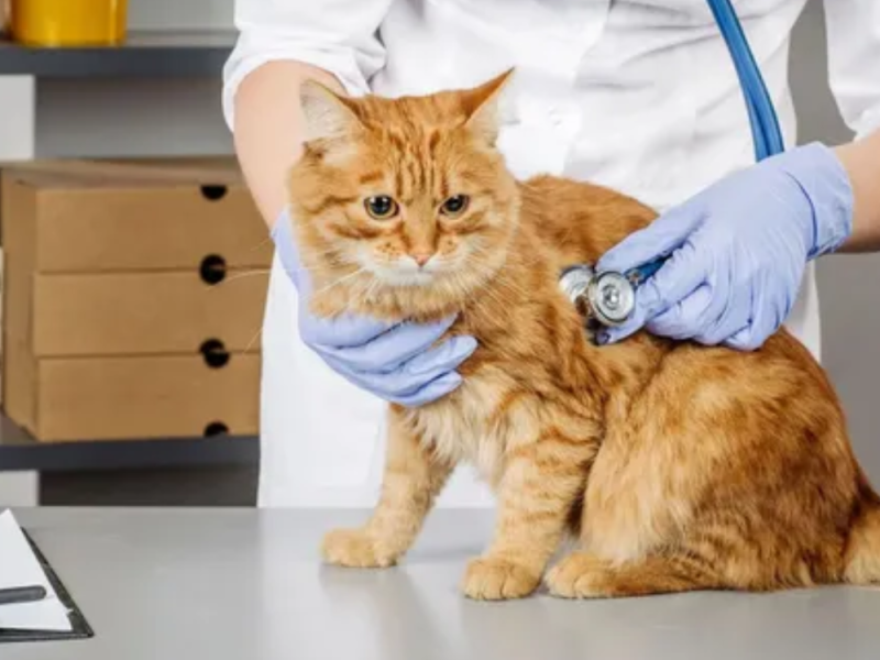 Wellness Exams for Pets Richmond BC for Lifelong Health