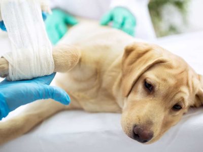 Expert Pet Soft Tissue Surgeries for Better Health