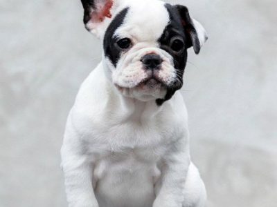 TOP- QUALITÄT FRANZÖSISCHE BULLDOGGEN – Reservierungen laufen!