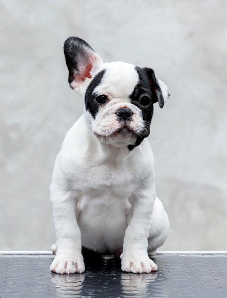 TOP- QUALITÄT FRANZÖSISCHE BULLDOGGEN – Reservierungen laufen!