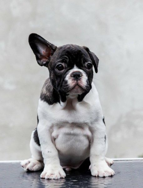 TOP- QUALITÄT FRANZÖSISCHE BULLDOGGEN – Reservierungen laufen!