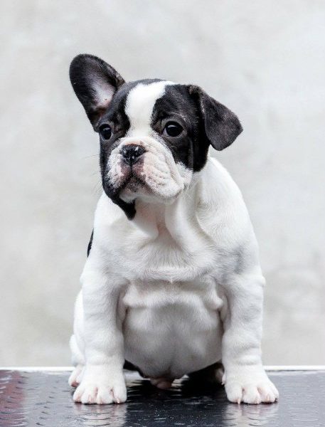 TOP- QUALITÄT FRANZÖSISCHE BULLDOGGEN – Reservierungen laufen!