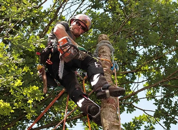 Stump Grinding Miami - Miamitreecrew.com