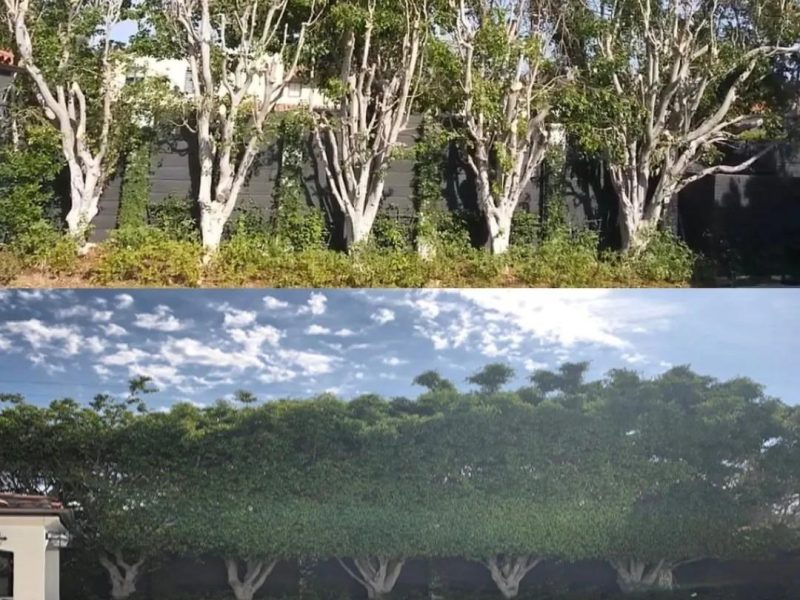 Stump Grinding Miami - Miamitreecrew.com