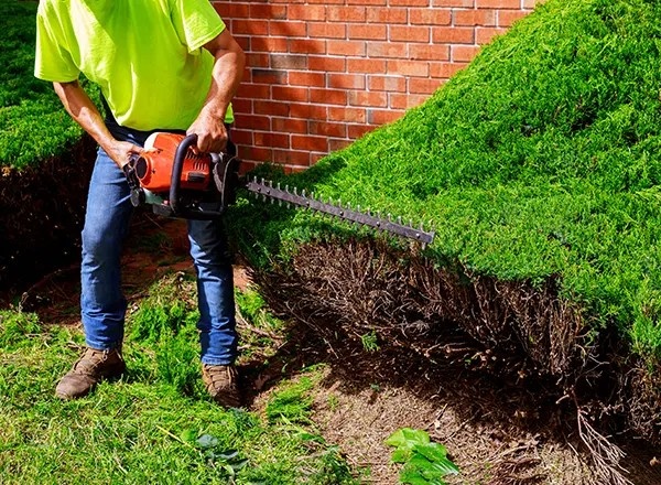 Stump Grinding Miami - Miamitreecrew.com