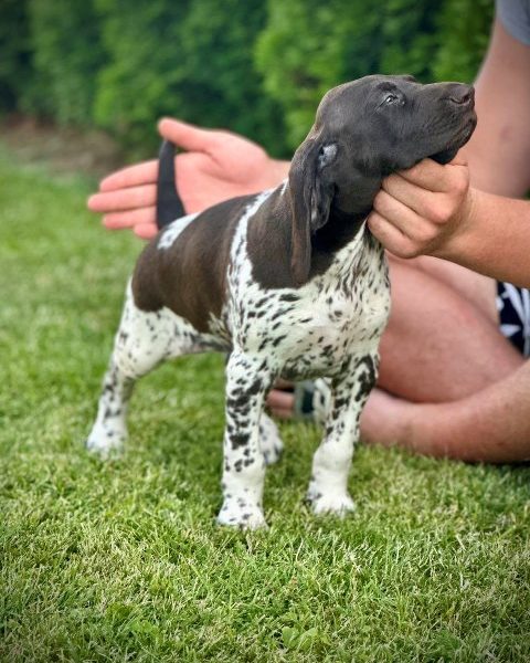 German Shorthaired Pointers, female puppies