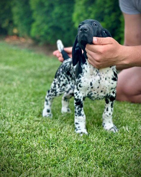 German Shorthaired Pointers, female puppies