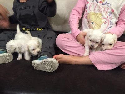 Adorable Maltese puppies