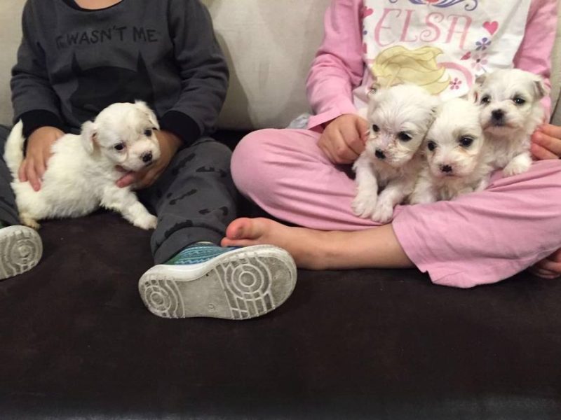 Adorable Maltese puppies
