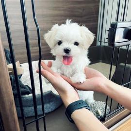 Two Top Class Maltese Puppies Available