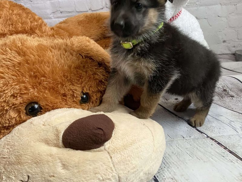 Super Special Unique German Shepard Puppies