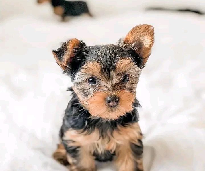 Yorkshire puppy