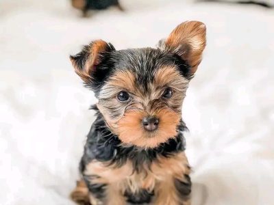 Yorkshire puppy