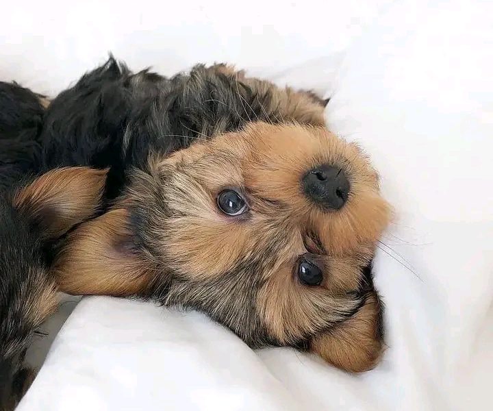 Yorkshire puppy