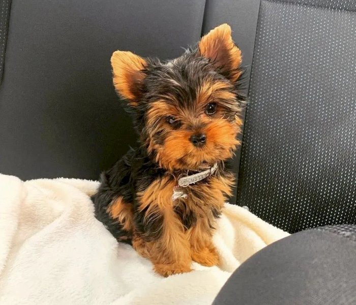 Gorgeous Tiny Yorkie Puppies For Adoption.