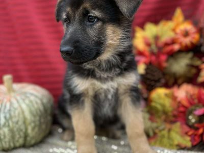 Fuffy long-haired German Shephard puppy
