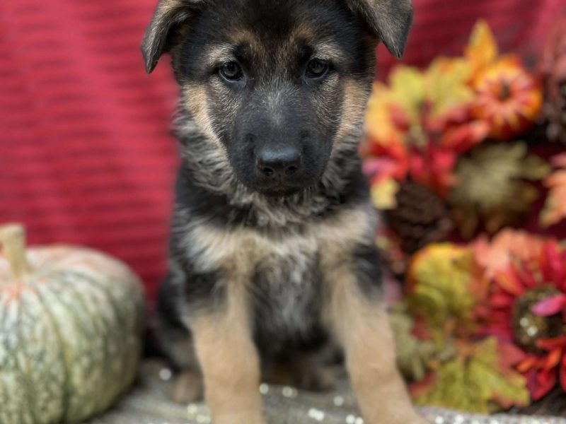Fuffy long-haired German Shephard puppy
