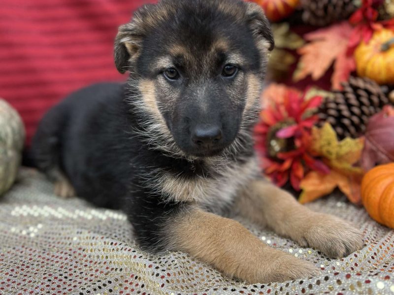 Fuffy long-haired German Shephard puppy