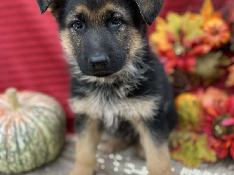 Fuffy long-haired German Shephard puppy