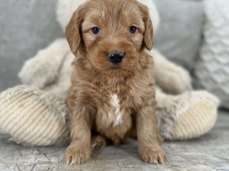 Exceptional Health tested Goldendoodle puppies