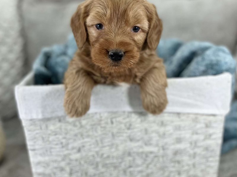 Exceptional Health tested Goldendoodle puppies