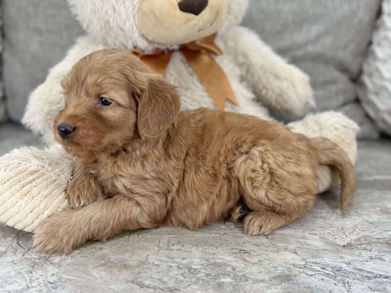 Exceptional Health tested Goldendoodle puppies