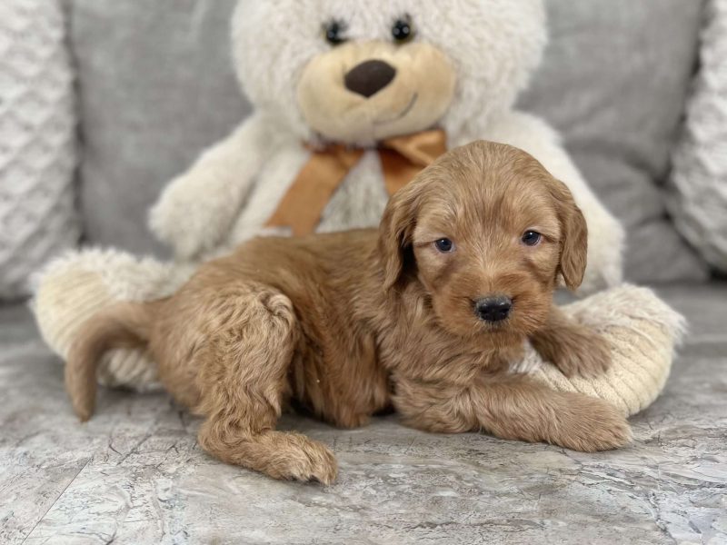Exceptional Health tested Goldendoodle puppies