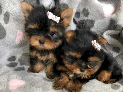 Gorgeous Tiny Yorkie Puppies For Adoption.