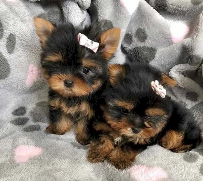 Gorgeous Tiny Yorkie Puppies For Adoption.