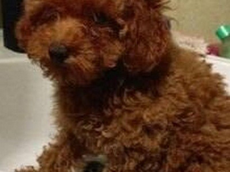 Toy red poodle puppies
