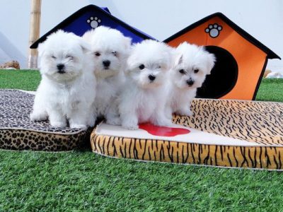 Two Top Class Maltese Puppies Available