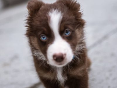 Australian Shepherd Puppies for sale