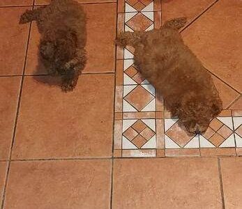 Toy red poodle puppies