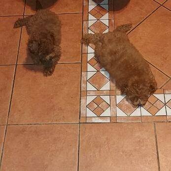 Toy red poodle puppies