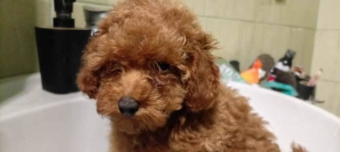 Toy red poodle puppies