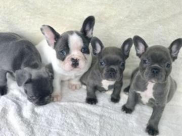 Male and Female Trained French Bulldog Puppies
