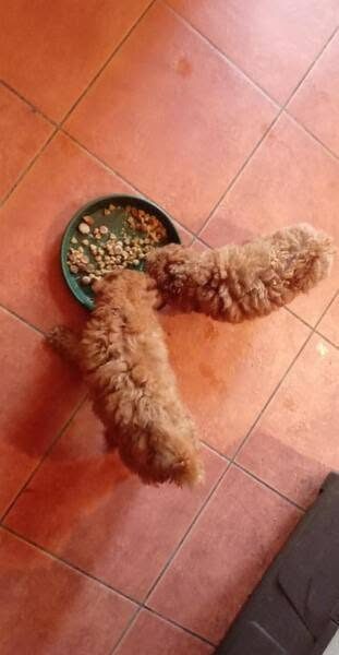 Toy red poodle puppies