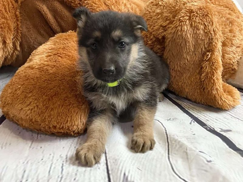 Super Special Unique German Shepard Puppies