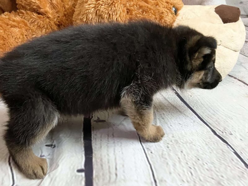 Super Special Unique German Shepard Puppies