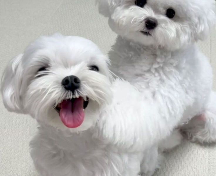 Two Top Class Maltese Puppies Available