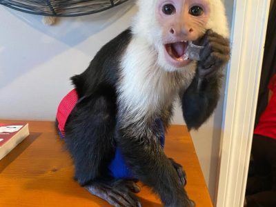 Very Affordable Monkeys Available from Arabia Monkeys