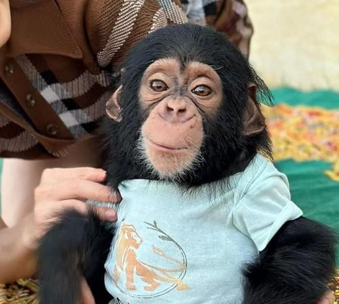 Very Affordable Monkeys Available from Arabia Monkeys