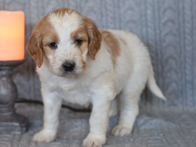 Golden Retriever Puppies — Ready from 3rd August