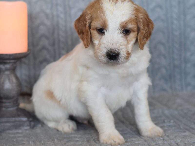 Golden Retriever Puppies — Ready from 3rd August