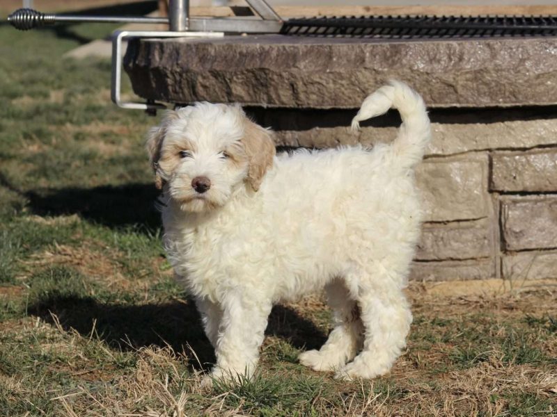 Golden Retriever Puppies — Ready from 3rd August