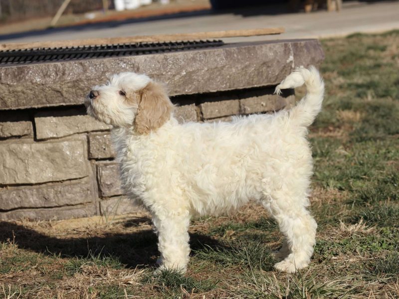 Golden Retriever Puppies — Ready from 3rd August