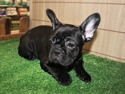 Male and Female Trained French Bulldog Puppies